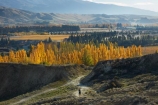 1865;autuminal;autumn;autumn-colour;autumn-colours;autumnal;Bannockburn;Bannockburn-Sluicings;Bannockburn-Tailings;Central-Otago;color;colors;colour;colours;deciduous;diggings;eroded;erosion;fall;female;fitness;gold;gold-diggings;gold-fields;gold-mining;gold-mining-tailings;gold-rush;gold-tailings;golden;goldfields;goldmining;goldrush;heritage;historic;Historic-Gold-Sluicings;historical;history;jogger;joggers;jogging;leaf;leaves;mining-tailings;N.Z.;New-Zealand;NZ;Otago;people;person;poplar;poplar-tree;poplar-trees;poplars;run;runner;runners;running;S.I.;season;seasonal;seasons;SI;sluicing;sluicings;South-Island;Sth-Is;Sth-Is.;tailings;tree;trees;woman;yellow