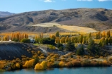 agricultural;agriculture;autuminal;autumn;autumn-colour;Autumn-Colours;autumnal;Bannockburn;Bannockburn-Inlet;cairnmuir-mountains;cairnmuir-range;Carrick-Restaurant;Carrick-Winery;Carrick-Wines;Central-Otago;central-otago-vineyard;central-otago-vineyards;central-otago-wineries;central-otago-winery;color;colors;colour;colours;country;countryside;cromwell;crop;crops;cultivation;deciduous;fall;farm;farming;farmland;farms;field;fields;gold;golden;grape;grapes;grapevine;horticulture;kawarau-arm;lake;Lake-Dunstan;lakes;leaf;leaves;N.Z.;New-Zealand;NZ;Otago;poplar;poplar-tree;poplar-trees;poplars;row;rows;rural;S.I.;season;seasonal;seasons;SI;south-island;Sth-Is;Sth-Is.;tree;trees;vine;vines;vineyard;vineyards;water;wineries;winery;yellow