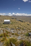 Aciphylla-aurea;alpine;back-country-hut;backcountry;backcountry-hut;backcountry-huts;Central-Otago;clump;corrugated-iron;corrugated-steel;DOC-hut;DOC-huts;flower-spikes;flowers;golden;Golden-Speargrass;high-altitude;high-country-hut;highcountry;highcountry-hut;highcountry-huts;highlands;hikers-hut;hikers-huts;huits;hut;mountain-hut;mountain-huts;mountains;N.Z.;New-Zealand;NZ;Old-Woman-Hut;Old-Woman-Range;Otago;outdoors;range;ranges;rock;rocks;S.I.;schist;shelter;SI;South-Island;spike;spikes;trampers-hut;trampers-huts;tussock;tussock-grass;tussocks;yellow