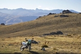 back-country;backcountry;Carrick-Range;Carrick-Town-Track;Carrick-Track;Carricktown-Track;Central-Otago;cross-country-bike;crosscountry-bike;dirt-bike;dirt-bikes;dirtbike;dirtbikes;duffers-saddle;Enduro-Bike;Enduro-Bikes;high-altitude;high-country;highcountry;highlands;kawasaki;Kawasaki-KLX400;KLX400;motor-bike;motor-bikes;motorbike;motorbikes;motorcycle;motorcycles;mountain;n.z.;new-zealand;nz;off-road;Otago;range;ranges;remote;remoteness;S.I.;SI;South-Island;trail-bike;trail-bikes;trailbike;trailbikes;tussock;tussock-grass;tussocks;uplands