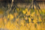 autuminal;autumn;autumn-colour;autumn-colours;autumnal;Bannockburn;Bannockburn-Inlet;calm;Central-Otago;color;colors;colour;colours;deciduous;fall;golden;lake;Lake-Dunstan;lakes;leaf;leaves;N.Z.;New-Zealand;NZ;Otago;placid;quiet;reflection;reflections;ripple;ripples;S.I.;season;seasonal;seasons;serene;SI;smooth;South-Island;still;tranquil;tree;trees;water;willow;willow-tree;willow-trees;willows;yellow