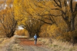 adventure;autuminal;autumn;autumn-colour;autumn-colours;autumnal;avenue;avenues;bicycle;bicycles;bike;biker;bikes;Central-Otago;Central-Otago-Rail-Trail;color;colors;colour;colours;cycle;cycle-track;cycler;cyclers;cycles;cycling-track;cyclist;cyclists;deciduous;fall;golden;Ida-Valley;leaf;leaves;Maniototo;mountain-bike;mountain-bike-track;mountain-biker;mountain-bikers;mountain-bikes;mtn-bike;mtn-biker;mtn-bikers;mtn-bikes;N.Z.;New-Zealand;NZ;Otago;Otago-Central-Rail-Trail;Oturehua;push-bike;push-bikes;push_bike;push_bikes;pushbike;pushbikes;rail-trail;rail-trails;S.I.;scenic;season;seasonal;seasons;SI;South-Island;sports;tourism;track;tracks;tree;trees;willow;willow-tree;willow-trees;willows;yellow
