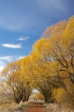 adventure;autuminal;autumn;autumn-colour;autumn-colours;autumnal;avenue;avenues;bicycle;bicycles;bike;biker;bikes;Central-Otago;Central-Otago-Rail-Trail;color;colors;colour;colours;cycle;cycle-track;cycler;cyclers;cycles;cycling-track;cyclist;cyclists;deciduous;fall;golden;Ida-Valley;leaf;leaves;Maniototo;mountain-bike;mountain-bike-track;mountain-biker;mountain-bikers;mountain-bikes;mtn-bike;mtn-biker;mtn-bikers;mtn-bikes;N.Z.;New-Zealand;NZ;Otago;Otago-Central-Rail-Trail;Oturehua;push-bike;push-bikes;push_bike;push_bikes;pushbike;pushbikes;rail-trail;rail-trails;S.I.;scenic;season;seasonal;seasons;SI;South-Island;sports;tourism;track;tracks;tree;trees;willow;willow-tree;willow-trees;willows;yellow