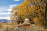 adventure;autuminal;autumn;autumn-colour;autumn-colours;autumnal;avenue;avenues;bicycle;bicycles;bike;biker;bikes;Central-Otago;Central-Otago-Rail-Trail;color;colors;colour;colours;cycle;cycle-track;cycler;cyclers;cycles;cycling-track;cyclist;cyclists;deciduous;fall;golden;Ida-Valley;leaf;leaves;Maniototo;mountain-bike;mountain-bike-track;mountain-biker;mountain-bikers;mountain-bikes;mtn-bike;mtn-biker;mtn-bikers;mtn-bikes;N.Z.;New-Zealand;NZ;Otago;Otago-Central-Rail-Trail;Oturehua;push-bike;push-bikes;push_bike;push_bikes;pushbike;pushbikes;rail-trail;rail-trails;S.I.;scenic;season;seasonal;seasons;SI;South-Island;sports;tourism;track;tracks;tree;trees;willow;willow-tree;willow-trees;willows;yellow