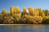 Alexandra;autuminal;autumn;autumn-colour;autumn-colours;autumnal;Central-Otago;Clutha-River;color;colors;colour;colours;deciduous;fall;golden;N.Z.;New-Zealand;NZ;Otago;poplar;poplar-tree;poplar-trees;poplars;river;rivers;S.I.;season;seasonal;seasons;SI;South-Is.;South-Island;tree;trees;willow;willow-tree;willow-trees;willows;yellow