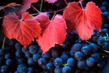 Central-Otago-vineyards;color;colors;colour;colours;crop;crops;cultivation;grape;grapes;grapevine;harvest;harvested;harvesting;horticulture;leaf;leaves;purple;red;rural;vine;vines;vineyard;vineyards;vintage;wine;wineries;winery;wines