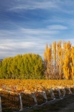 agricultural;agriculture;autuminal;autumn;autumn-colour;autumn-colours;autumnal;Central-Otago;central-otago-vineyard;central-otago-vineyards;central-otago-wineries;central-otago-winery;color;colors;colour;colours;country;countryside;crop;crops;cultivation;deciduous;fall;farm;farming;farmland;farms;field;fields;golden;grape;grapes;grapevine;horticulture;leaf;leaves;N.Z.;New-Zealand;NZ;Otago;Pisa-Valley;poplar;poplar-tree;poplar-trees;poplars;row;rows;rural;S.I.;season;seasonal;seasons;SI;Silver-Tussock-Vineyard;South-Island;tree;trees;vine;vines;vineyard;vineyards;vintage;willow;willow-tree;willow-trees;willows;wineage;wineries;winery;wines;yellow
