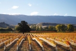 agricultural;agriculture;autuminal;autumn;autumn-colour;autumn-colours;autumnal;bird-net;bird-nets;bird-netting;Central-Otago;central-otago-vineyard;central-otago-vineyards;central-otago-wineries;central-otago-winery;color;colors;colour;colours;country;countryside;Cromwell;crop;crops;cultivation;deciduous;fall;farm;farming;farmland;farms;field;fields;golden;grape;grapes;grapevine;horticulture;N.Z.;net;nets;New-Zealand;NZ;Otago;Pisa-Range;row;rows;rural;S.I.;season;seasonal;seasons;SI;South-Is.;South-Island;tree;trees;vine;vines;vineyard;vineyards;vintage;wineage;wineries;winery;wines;Wooing-Tree-Vineyard;Wooing-Tree-Vineyards;Wooing-Tree-Winery;Wooing-Tree-Wines;yellow