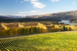 agricultural;agriculture;autuminal;autumn;autumn-colour;autumn-colours;autumnal;Bannockburn;Central-Otago;central-otago-vineyard;central-otago-vineyards;central-otago-wineries;central-otago-winery;color;colors;colour;colours;country;countryside;crop;crops;cultivation;deciduous;fall;farm;farming;farmland;farms;field;fields;golden;grape;grapes;grapevine;horticulture;Mount-Difficulty-Vineyard;Mount-Difficulty-Vineyards;Mount-Difficulty-Winery;Mount-Difficulty-Wines;Mt-Difficulty-Vineyard;Mt-Difficulty-Vineyards;Mt-Difficulty-Winery;Mt-Difficulty-Wines;Mt.-Difficulty-Vineyard;Mt.-Difficulty-Vineyards;Mt.-Difficulty-Winery;Mt.-Difficulty-Wines;N.Z.;near-Cromwell;New-Zealand;NZ;Otago;poplar;poplar-tree;poplar-trees;poplars;row;rows;rural;S.I.;season;seasonal;seasons;SI;South-Is.;South-Island;tree;trees;vine;vines;vineyard;vineyards;vintage;wineage;wineries;winery;wines;yellow