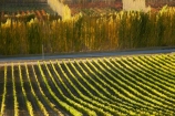 agricultural;agriculture;autuminal;autumn;autumn-colour;autumn-colours;autumnal;Bannockburn;Central-Otago;central-otago-vineyard;central-otago-vineyards;central-otago-wineries;central-otago-winery;color;colors;colour;colours;country;countryside;crop;crops;cultivation;deciduous;fall;farm;farming;farmland;farms;field;fields;golden;grape;grapes;grapevine;horticulture;Mount-Difficulty-Vineyard;Mount-Difficulty-Vineyards;Mount-Difficulty-Winery;Mount-Difficulty-Wines;Mt-Difficulty-Vineyard;Mt-Difficulty-Vineyards;Mt-Difficulty-Winery;Mt-Difficulty-Wines;Mt.-Difficulty-Vineyard;Mt.-Difficulty-Vineyards;Mt.-Difficulty-Winery;Mt.-Difficulty-Wines;N.Z.;near-Cromwell;New-Zealand;NZ;Otago;poplar;poplar-tree;poplar-trees;poplars;row;rows;rural;S.I.;season;seasonal;seasons;SI;South-Is.;South-Island;tree;trees;vine;vines;vineyard;vineyards;vintage;wineage;wineries;winery;wines;yellow