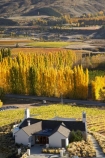 agricultural;agriculture;autuminal;autumn;autumn-colour;autumn-colours;autumnal;Bannockburn;cafe;cafes;Central-Otago;central-otago-vineyard;central-otago-vineyards;central-otago-wineries;central-otago-winery;color;colors;colour;colours;country;countryside;crop;crops;cultivation;deciduous;dining;fall;farm;farming;farmland;farms;field;fields;golden;grape;grapes;grapevine;horticulture;Mount-Difficulty-Vineyard;Mount-Difficulty-Vineyards;Mount-Difficulty-Winery;Mount-Difficulty-Wines;Mt-Difficulty-Vineyard;Mt-Difficulty-Vineyards;Mt-Difficulty-wine-tasting-room;Mt-Difficulty-Winery;Mt-Difficulty-Wines;Mt.-Difficulty-Vineyard;Mt.-Difficulty-Vineyards;Mt.-Difficulty-Winery;Mt.-Difficulty-Wines;N.Z.;near-Cromwell;New-Zealand;NZ;Otago;poplar;poplar-tree;poplar-trees;poplars;restaurant;restaurants;row;rows;rural;S.I.;season;seasonal;seasons;SI;South-Is.;South-Island;tree;trees;vine;vines;vineyard;vineyards;vintage;wineage;wineries;winery;wines;yellow