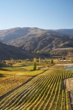 agricultural;agriculture;autuminal;autumn;autumn-colour;autumn-colours;autumnal;Bannockburn;Central-Otago;central-otago-vineyard;central-otago-vineyards;central-otago-wineries;central-otago-winery;color;colors;colour;colours;country;countryside;crop;crops;cultivation;deciduous;fall;farm;farming;farmland;farms;Felton-Road-Vineyard;Felton-Road-Vineyards;Felton-Road-Wines;field;fields;golden;grape;grapes;grapevine;horticulture;Mount-Michael;Mt-Michael;Mt.-Michael;N.Z.;near-Cromwell;New-Zealand;NZ;Otago;poplar;poplar-tree;poplar-trees;poplars;row;rows;rural;S.I.;season;seasonal;seasons;SI;South-Is.;South-Island;tree;trees;vine;vines;vineyard;vineyards;vintage;wineage;wineries;winery;wines;yellow