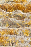 agricultural;agriculture;autuminal;autumn;autumn-colour;autumn-colours;autumnal;Bannockburn;bird-nets;bird-netting;Central-Otago;central-otago-vineyard;central-otago-vineyards;central-otago-wineries;central-otago-winery;color;colors;colour;colours;country;countryside;crop;crops;cultivation;deciduous;fall;farm;farming;farmland;farms;field;fields;golden;grape;grapes;grapevine;horticulture;leaf;leaves;Mount-Difficulty-Vineyard;Mount-Difficulty-Vineyards;Mount-Difficulty-Winery;Mount-Difficulty-Wines;Mt-Difficulty-Vineyard;Mt-Difficulty-Vineyards;Mt-Difficulty-Winery;Mt-Difficulty-Wines;Mt.-Difficulty-Vineyard;Mt.-Difficulty-Vineyards;Mt.-Difficulty-Winery;Mt.-Difficulty-Wines;N.Z.;near-Cromwell;net;nets;netting;New-Zealand;NZ;Otago;row;rows;rural;S.I.;season;seasonal;seasons;SI;South-Is;South-Is.;South-Island;tree;trees;vine;vines;vineyard;vineyards;vintage;wineage;wineries;winery;wines;yellow