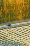 agricultural;agriculture;autuminal;autumn;autumn-colour;autumn-colours;autumnal;Bannockburn;car;cars;Central-Otago;central-otago-vineyard;central-otago-vineyards;central-otago-wineries;central-otago-winery;color;colors;colour;colours;country;countryside;crop;crops;cultivation;deciduous;fall;farm;farming;farmland;farms;field;fields;golden;grape;grapes;grapevine;horticulture;leaf;leaves;line;lines;Mount-Difficulty-Vineyard;Mount-Difficulty-Vineyards;Mount-Difficulty-Winery;Mount-Difficulty-Wines;Mt-Difficulty-Vineyard;Mt-Difficulty-Vineyards;Mt-Difficulty-Winery;Mt-Difficulty-Wines;Mt.-Difficulty-Vineyard;Mt.-Difficulty-Vineyards;Mt.-Difficulty-Winery;Mt.-Difficulty-Wines;N.Z.;near-Cromwell;New-Zealand;NZ;Otago;pattern;patterns;poplar;poplar-tree;poplar-trees;poplars;row;rows;rural;S.I.;season;seasonal;seasons;SI;South-Is;South-Is.;south-island;Sth-Is;tree;trees;vine;vines;vineyard;vineyards;vintage;wineage;wineries;winery;wines;yellow