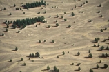barren;dry;lord-of-the-rings-location-site;middle-earth;pines;track;tracks;tree