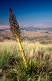 alpine;Central-Otago;flowers;N.Z.;native;nature;new-zealand;NZ;plant;prickle;prickles;S.I.;SI;South-Island;spears;spike;spikes;spikey;spines