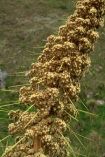 alpine;Central-Otago;flowers;N.Z.;native;nature;New-Zealand;NZ;plant;prickle;prickles;S.I.;SI;South-Island;spears;spike;spikes;spikey;spines