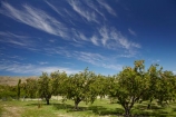 apricot;apricot-orchard;apricot-orchards;apricot-tree;apricot-trees;apricots;Bannockburn;Central-Otago;cirrus-cloud;cirrus-clouds;cloud;clouds;country;countryside;crop;crops;farm;farming;farmland;farms;field;fruit;fruit-tree;fruit-trees;horticulture;N.Z.;New-Zealand;NZ;orchard;orchards;row;rows;rural;S.I.;SI;South-Is.;South-Island;tree;trees