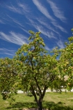 apricot;apricot-orchard;apricot-orchards;apricot-tree;apricot-trees;apricots;Bannockburn;Central-Otago;cirrus-cloud;cirrus-clouds;cloud;clouds;country;countryside;crop;crops;farm;farming;farmland;farms;field;fruit;fruit-tree;fruit-trees;horticulture;N.Z.;New-Zealand;NZ;orchard;orchards;row;rows;rural;S.I.;SI;South-Is.;South-Island;tree;trees