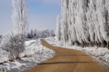 beautiful;calm;calmness;Central-Otago;clean;clear;cold;Coldness;Color;Colour;countryside;Daytime;Exterior;extreme-weather;freeze;freezing;frost;Frosted;frosts;frosty;gravel-road;gravel-roads;high-country;hoar-frost;hoar-frosts;Hoarfrost;hoarfrosts;ice;ice-crystals;icy;idyllic;Landscape;Landscapes;Maniototo;metal-road;metal-roads;metalled-road;metalled-roads;N.Z.;natural;Nature;new-zealand;NZ;Otago;Oturehua;Outdoor;Outdoors;Outside;peaceful;Peacefulness;phenomena;phenomenon;poplar-tree;poplar-trees;poplars;pure;Quiet;Quietness;rime;rime-ice;road;roads;rural;S.I.;Scenic;Scenics;Season;Seasons;SI;silence;South-Is.;South-Island;spectacular;stunning;tranquil;tranquility;view;water;weather;White;winter;Wintertime;wintery;wintry