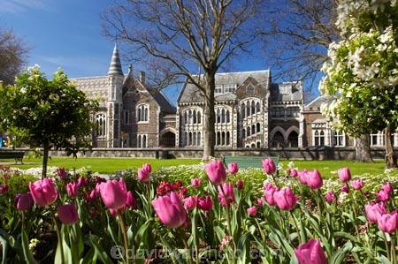 art-centre;Arts-Centre;Botanic-Gardens;building;buildings;canterbury;Christchurch;flower;flowers;heritage;historic;historical;history;lilac;mauve;New-Zealand;old;purple;South-Island;tulip;tulips;violet