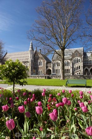 art-centre;Arts-Centre;Botanic-Gardens;building;buildings;canterbury;Christchurch;flower;flowers;heritage;historic;historical;history;lilac;mauve;New-Zealand;old;purple;South-Island;tulip;tulips;violet