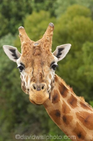 African;Baringo-Giraffe;Baringo-Giraffes;Canterbury;Christchurch;fauna;Giraffa-camelopardalis;Giraffa-camelopardalis-rothschildsi;Giraffidae;head;heads;long-neck;mammal;mammals;N.Z.;New-Zealand;Northern-Giraffe;Northern-Giraffes;NZ;Orana-Wildlife-Park;Rothschild-Giraffe;Rothschild-Giraffes;Rothschilds-Giraffe;Rothschilds-Giraffes;Rothschilds-Giraffe;Rothschilds-Giraffes;S.I;SI;South-Is;South-island;Ugandan-Giraffe;Ugandan-Giraffes;wildlife;wildlife-park;wildlife-parks;zoo;zoos