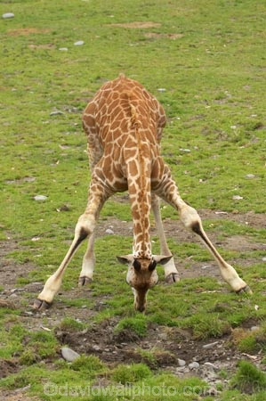 African;Baringo-Giraffe;Baringo-Giraffes;calf;calves;Canterbury;Christchurch;fauna;Giraffa-camelopardalis;Giraffa-camelopardalis-rothschildsi;giraffe-drinking;Giraffidae;long-neck;mammal;mammals;N.Z.;New-Zealand;Northern-Giraffe;Northern-Giraffes;NZ;Orana-Wildlife-Park;Rothschild-Giraffe;Rothschild-Giraffes;Rothschilds-Giraffe;Rothschilds-Giraffes;Rothschilds-Giraffe;Rothschilds-Giraffes;S.I;SI;South-Is;South-island;Ugandan-Giraffe;Ugandan-Giraffes;wildlife;wildlife-park;wildlife-parks;zoo;zoos
