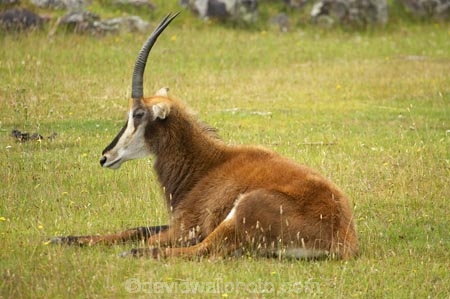 African;Antelope;Antelopes;Artiodactyla;Bovidae;Canterbury;Christchurch;fauna;H.-niger;Hippotraginae;Hippotragus;Hippotragus-niger;horn;horns;mammal;mammals;N.Z.;New-Zealand;NZ;Orana-Wildlife-Park;S.I;Sable;Sable-Antelope;Sable-Antelopes;Sables;SI;South-Is;South-island;wildlife;wildlife-park;wildlife-parks;zoo;zoos