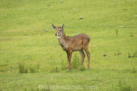 African;antelope;antelopes;Canterbury;Christchurch;eastern-waterbuck;fauna;Kobus-ellipsiprymnus;mammal;mammals;N.Z.;New-Zealand;NZ;Orana-Wildlife-Park;S.I;SI;South-Is;South-island;waterbuck;waterbucks;wildlife;wildlife-park;wildlife-parks;zoo;zoos