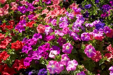 Botanic-Garden;Botanic-Gardens;Botanical-Garden;Botanical-Gardens;Canterbury;Christchurch;Christchurch-Botanic-Gardens;Christchurch-Botanical-Gardens;Christchurch-Gardens;floral;flower;flower-bed;flower-beds;flowers;garden;gardens;Hagley-Park;N.Z.;New-Zealand;NZ;petunia-flowers;petunias;pink;S.I.;South-Is;South-Island