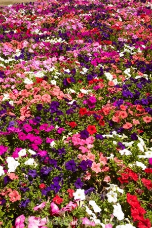 Botanic-Garden;Botanic-Gardens;Botanical-Garden;Botanical-Gardens;Canterbury;Christchurch;Christchurch-Botanic-Gardens;Christchurch-Botanical-Gardens;Christchurch-Gardens;floral;flower;flower-bed;flower-beds;flowers;garden;gardens;Hagley-Park;N.Z.;New-Zealand;NZ;petunia-flowers;petunias;pink;S.I.;South-Is;South-Island