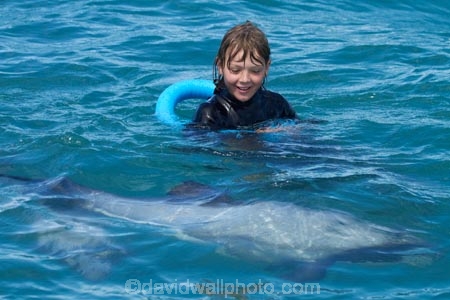 Akaroa-Harbor;Akaroa-Harbour;Canterbury;Cephalorhynchus;Cephalorhynchus-hectori;cetacean;cetaceans;dolphin;dolphins;Hectors-dolphin;Hectors-dolphin;mammal;mammals;marine-mammal;marine-mammals;N.Z.;New-Zealand;NZ;people;person;S.I.;SI;South-Is;South-Island;swim;swimming;swimming-with-dolphins;swimming-with-the-dolphins;tourism;tourist;tourists;wildlife