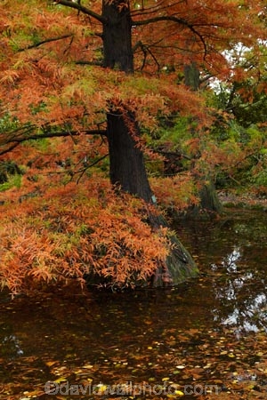 autuminal;autumn;autumn-colour;autumn-colours;autumnal;bald-cypress;bald_cypress;baldcypress;Botanic-Garden;Botanic-Gardens;Botanical-Garden;Botanical-Gardens;Canterbury;Christchurch;Christchurch-Botanic-Gardens;Christchurch-Botanical-Gardens;Christchurch-Gardens;color;colors;colour;colours;cypress;deciduous;fall;garden;gardens;gold;golden;Gulf_cypress;Hagley-Park;leaf;leaves;N.Z.;New-Zealand;NZ;red_cypress;S.I.;season;seasonal;seasons;SI;South-Is;South-Island;southern_cypress;Sth-Is;Swamp-Cypress;Swamp-Cypresses;Taxodium-distichum;tidewater-red_cypress;tree;trees;white_cypress;yellow