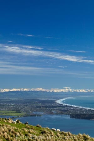 agricultural;agriculture;animal;animals;Avon-Estuary;Bexley;canterbury;Chch;Christchurch;country;countryside;domestic-stock;estuaries;estuary;Estuary-of-the-Heathcote-and-Avon-Rivers;ewe;ewes;farm;farm-animals;farming;farmland;farms;field;fields;flock;flocks;Heathcote-and-Avon-Estuary;Heathcote-Estuary;herbivore;herbivores;herbivorous;inlet;inlets;lagoon;lagoons;livestock;mammal;mammals;meadow;meadows;mountain;mountains;n.z.;New-Brighton;New-Zealand;nz;outdoor;outdoors;outside;paddock;paddocks;pasture;pastures;Pegasus-Bay;Port-Hills;rural;S.I.;sea;season;seasonal;seasons;sheep;shore;shoreline;shorelines;Shores;SI;snow;snow-capped;snowy;South-Is;South-Island;Southern-Alps;spring;springtime;Sth-Is;stock;The-Spit;tidal;tide;water