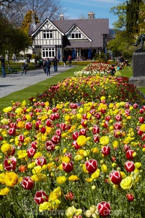 bloom;blooming;blooms;blooning;Botanic-Garden;Botanic-Gardens;Botanical-Garden;Botanical-Gardens;Canterbury;Christchurch;Christchurch-Botanic-Gardens;Christchurch-Botanical-Gardens;Christchurch-Gardens;Curators-House;floral;flower;flower-bed;flower-beds;flower-garden;flower-gardens;flowers;garden;gardens;Hagley-Park;N.Z.;New-Zealand;NZ;public-flower-garden;public-garden;public-gardens;S.I.;SI;South-Is;South-Island;spring;spring-time;spring_time;springtime;Sth-Is;tulip;Tulipa;tulips;yellow;yellow-flowers