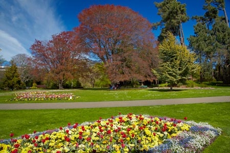 bloom;blooming;blooms;blooning;Botanic-Garden;Botanic-Gardens;Botanical-Garden;Botanical-Gardens;Canterbury;Christchurch;Christchurch-Botanic-Gardens;Christchurch-Botanical-Gardens;Christchurch-Gardens;floral;flower;flower-bed;flower-beds;flower-garden;flower-gardens;flowers;garden;gardens;Hagley-Park;N.Z.;New-Zealand;NZ;public-flower-garden;public-garden;public-gardens;S.I.;SI;South-Is;South-Island;spring;spring-time;spring_time;springtime;Sth-Is;tree;trees;tulip;Tulipa;tulips;yellow;yellow-flowers