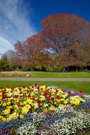 bloom;blooming;blooms;blooning;Botanic-Garden;Botanic-Gardens;Botanical-Garden;Botanical-Gardens;Canterbury;Christchurch;Christchurch-Botanic-Gardens;Christchurch-Botanical-Gardens;Christchurch-Gardens;floral;flower;flower-bed;flower-beds;flower-garden;flower-gardens;flowers;garden;gardens;Hagley-Park;N.Z.;New-Zealand;NZ;public-flower-garden;public-garden;public-gardens;S.I.;SI;South-Is;South-Island;spring;spring-time;spring_time;springtime;Sth-Is;tree;trees;tulip;Tulipa;tulips;yellow;yellow-flowers