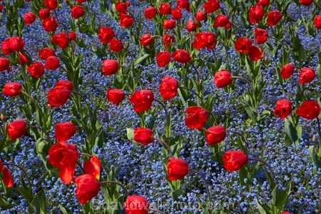 bloom;blooming;blooms;blooning;Botanic-Garden;Botanic-Gardens;Botanical-Garden;Botanical-Gardens;Canterbury;Christchurch;Christchurch-Botanic-Gardens;Christchurch-Botanical-Gardens;Christchurch-Gardens;floral;flower;flower-bed;flower-beds;flower-garden;flower-gardens;flowers;garden;gardens;Hagley-Park;N.Z.;New-Zealand;NZ;public-flower-garden;public-garden;public-gardens;red;red-flowers;red-tulips;S.I.;SI;South-Is;South-Island;spring;spring-time;spring_time;springtime;Sth-Is;tulip;Tulipa;tulips