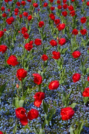 bloom;blooming;blooms;blooning;Botanic-Garden;Botanic-Gardens;Botanical-Garden;Botanical-Gardens;Canterbury;Christchurch;Christchurch-Botanic-Gardens;Christchurch-Botanical-Gardens;Christchurch-Gardens;floral;flower;flower-bed;flower-beds;flower-garden;flower-gardens;flowers;garden;gardens;Hagley-Park;N.Z.;New-Zealand;NZ;public-flower-garden;public-garden;public-gardens;red;red-flowers;red-tulips;S.I.;SI;South-Is;South-Island;spring;spring-time;spring_time;springtime;Sth-Is;tulip;Tulipa;tulips