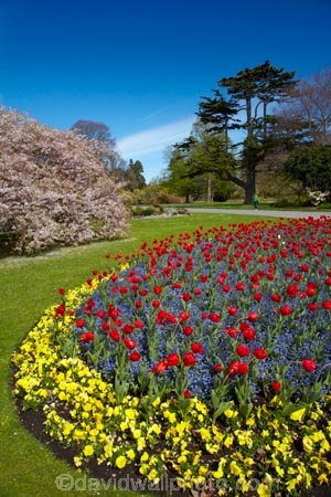 bloom;blooming;blooms;blooning;blossom;blossom-tree;blossom-trees;blossoms;Botanic-Garden;Botanic-Gardens;Botanical-Garden;Botanical-Gardens;Canterbury;Christchurch;Christchurch-Botanic-Gardens;Christchurch-Botanical-Gardens;Christchurch-Gardens;floral;flower;flower-bed;flower-beds;flower-garden;flower-gardens;flowers;garden;gardens;Hagley-Park;N.Z.;New-Zealand;NZ;public-flower-garden;public-garden;public-gardens;S.I.;SI;South-Is;South-Island;spring;spring-time;spring_time;springtime;Sth-Is;tulip;Tulipa;tulips;yellow;yellow-flowers