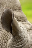 African;animal;animals;Canterbury;Ceratotherium-simum;Ceratotherium-simum-simum;Christchurch;close_up;detail;ear;ears;fauna;hear;hearing;mammal;mammals;N.Z.;New-Zealand;NZ;Orana-Wildlife-Park;rhino;rhinoceri;rhinoceroi;rhinoceros;rhinoceroses;rhinos;S.I;SI;South-Is;South-island;Southern-White-Rhinoceros;Square_lipped-Rhinoceros;wildlife;wildlife-park;wildlife-parks;wrinkle;wrinkles;wrinkly;zoo;zoos
