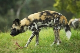 African;African-Hunting-Dog;African-Wild-Dog;Canidae;Canterbury;Cape-Hunting-Dog;carnivore;carnivorous;Christchurch;fauna;Lycaon-pictus;mammal;mammals;N.Z.;New-Zealand;NZ;Orana-Wildlife-Park;Painted-Hunting-Dog;painted-wolf;S.I;SI;South-Is;South-island;Wildehond;wildlife;wildlife-park;wildlife-parks;zoo;zoos