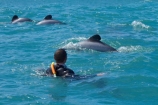 Akaroa-Harbor;Akaroa-Harbour;Canterbury;Cephalorhynchus;Cephalorhynchus-hectori;cetacean;cetaceans;dolphin;dolphins;Hectors-dolphin;Hectors-dolphin;mammal;mammals;marine-mammal;marine-mammals;N.Z.;New-Zealand;NZ;people;person;S.I.;SI;South-Is;South-Island;swim;swimming;swimming-with-dolphins;swimming-with-the-dolphins;tourism;tourist;tourists;wildlife