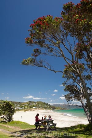 beach;beaches;coast;coastal;coastline;Coromandel;Coromandel-Peninsula;eating;flower;flowers;Kuaotunu;Kuaotunu-Beach;lunch;metrosideros-excelsa;N.I.;N.Z.;New-Zealand;NI;North-Is;North-Is.;North-Island;NZ;ocean;oceans;outdoors;picnic;picnic-area;picnic-areas;picnic-table;picnic-tables;picnics;plant;plants;pohutakawa;pohutakawas;pohutukawa;pohutukawa-flower;pohutukawa-flowers;pohutukawa-tree;pohutukawa-trees;pohutukawas;rest-area;rest-areas;sand;sandy;sea;seas;shore;shoreline;summer;tree;trees;Waikato