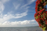 Bloom;coast;coastal;coastline;coastlines;coasts;Coromandel;Coromandel-Peninsula;crimson;flower;flowers;foreshore;metrosideros-excelsa;N.I.;N.Z.;New-Zealand;New-Zealand-Christmas-Tree;Ngarimu-Bay;NI;North-Is;North-Is.;North-Island;NZ;NZ-Christmas-Tree;ocean;plant;plants;pohutakawa;pohutakawas;pohutukawa;pohutukawa-flower;pohutukawa-flowers;Pohutukawa-Tree;pohutukawa-trees;pohutukawas;red;red-bloom;red-crimson;red-flower;red-flowers;sea;shore;shoreline;shorelines;shores;summer;Thames;Thames-Coast;tree;trees;Waikato;water