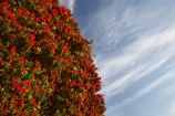 Bloom;Coromandel;Coromandel-Peninsula;crimson;flower;flowers;metrosideros-excelsa;N.I.;N.Z.;New-Zealand;New-Zealand-Christmas-Tree;NI;North-Is;North-Is.;North-Island;NZ;NZ-Christmas-Tree;plant;plants;pohutakawa;pohutakawas;pohutukawa;pohutukawa-flower;pohutukawa-flowers;Pohutukawa-Tree;pohutukawa-trees;pohutukawas;red;red-bloom;red-crimson;red-flower;red-flowers;summer;Thames;Thames-Coast;tree;trees;Waikato