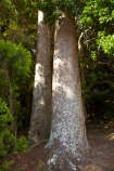 beautiful;beauty;bush;Coromandel;Coromandel-Peninsula;endemic;forest;forests;Kauri-Forest;Kauri-Forests;Kauri-Grove;Kauri-Tree;Kauri-Trees;N.I.;N.Z.;native;native-bush;native-tree;native-trees;natives;natural;nature;New-Zealand;NI;North-Is;North-Is.;North-Island;NZ;scene;scenic;timber;tree;tree-trunk;tree-trunks;trees;trunk;trunks;Waikato;Whitianga;wood;woods