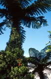canopy;fern;forest;frond;fronds;green;icon;icons;native;nature;new-zealand;radiate;symbol;symbols
