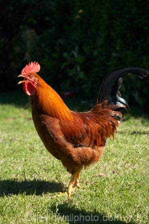 animal;animals;avian;bird;birds;chicken;chickens;chook;chooks;cock;cocks;Dunedin;Fauna;Feather;fowl;fowls;hen;hens;N.Z.;New-Zealand;NZ;Otago;Port-Chalmers;poulet;rooster;roosters;S.I.;SI;South-Is.;South-Island;Wild-Chickens